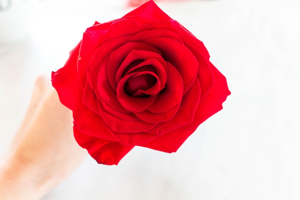 Red Rose Detail Photo